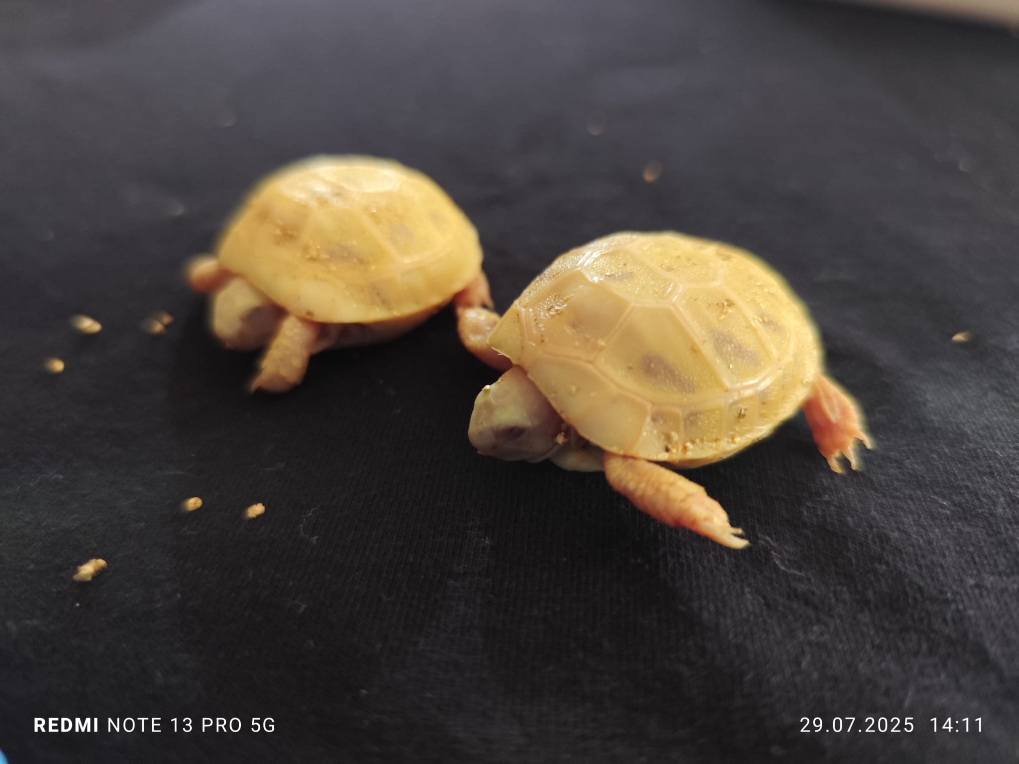 Leucistic Testudo Hermanni Baby Tortoises